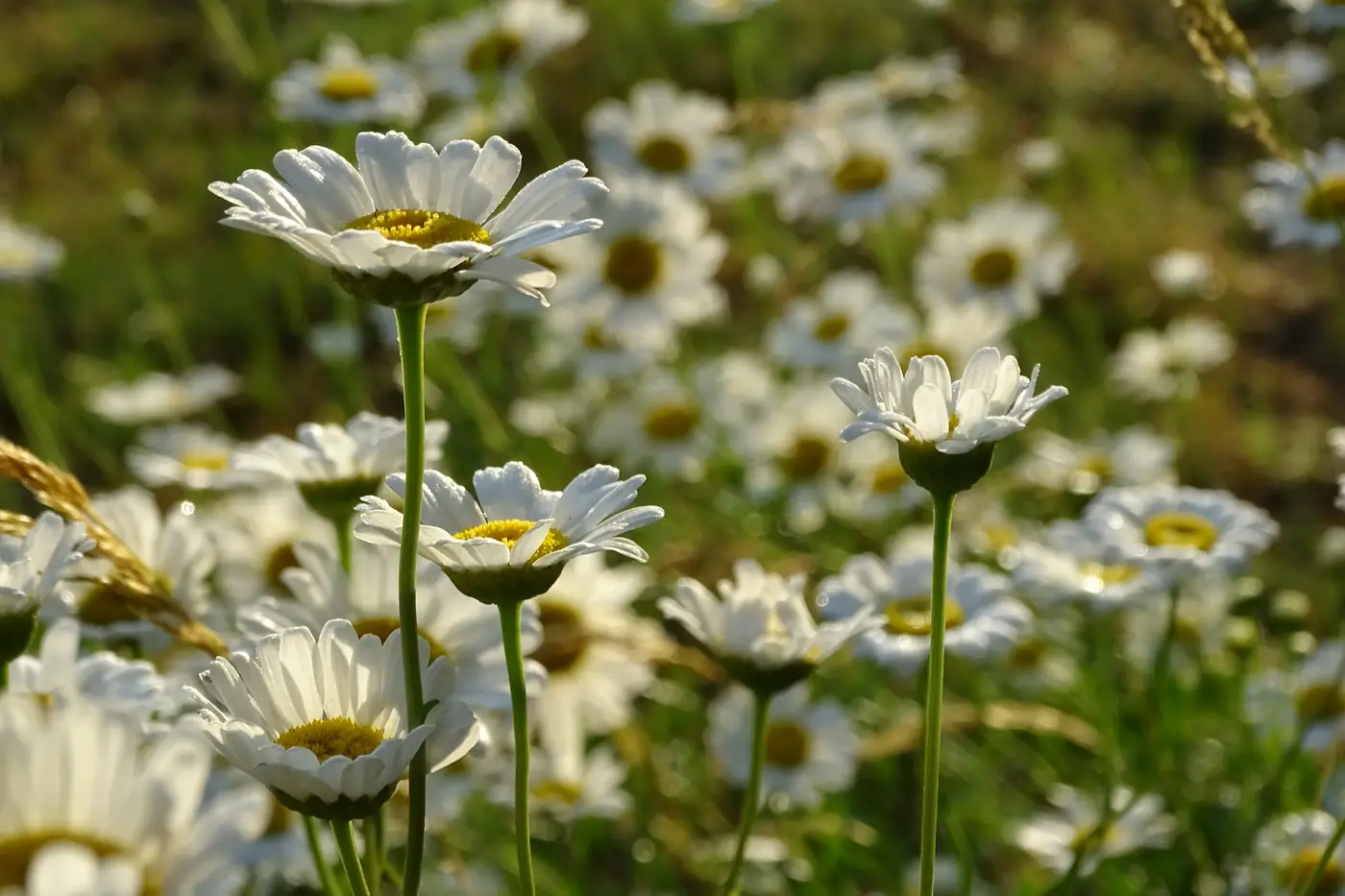 Detalle de la fauna y flora silvestres protegidas en el Monte Santiago